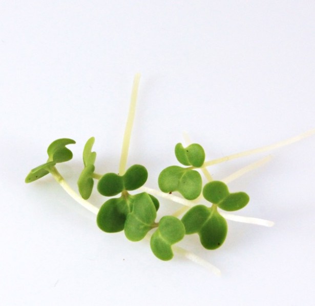 Pak Choi biela stonka_6001